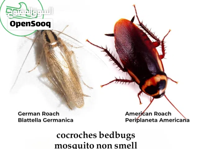 Pest control/cocroches/Bedbugs/Mosquito/Ants