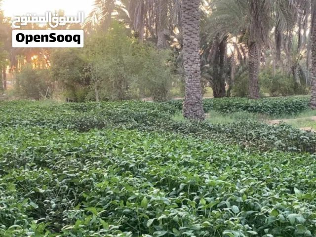 تتوفر لدينا لوبيا عمانيه للبيع شي بالمن وشي مقطاع