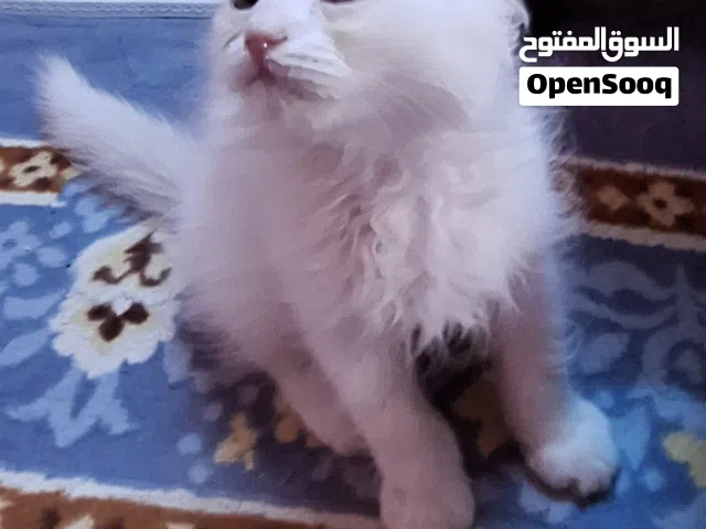 قط أبيض صغير