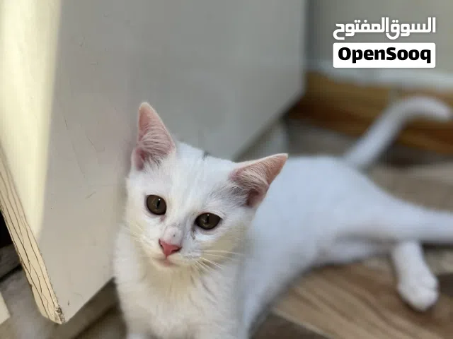 قطط للتبني  هجين بلدي و تركش انجورا