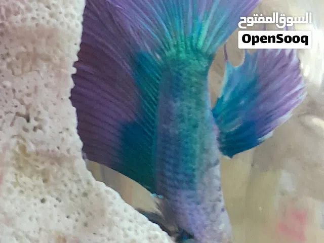 سمكه ملونه جميله