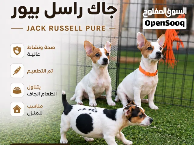 جراوي جاك راسل للبيع