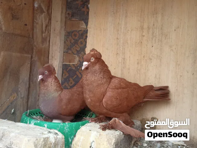 سلام عليكم  متاح زوج رواعب بزارات