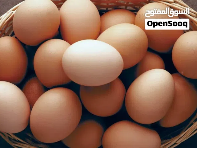 بيض دجاج بلدي