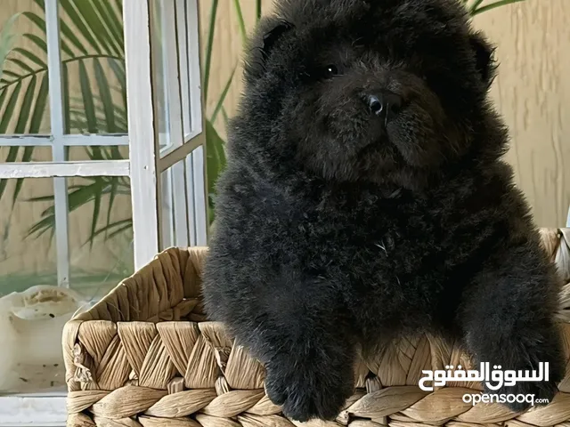 انته تشاوتشاو  رقم. 1 رماديه