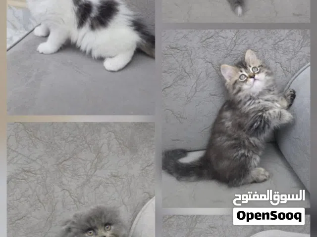 قطط أنواع مختلفة