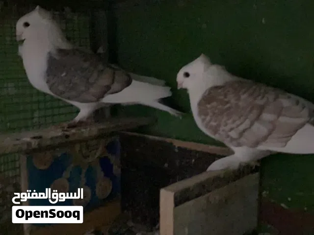 للبيع  زوج حب الرمان السنسنيت + ذكر حب الرمان اسود )+  كشكي ذكر +زوج شيرازي منتج