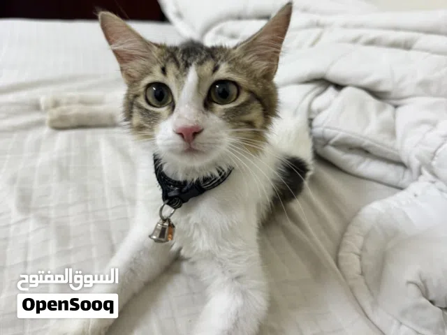 Kitten for adoption for free
