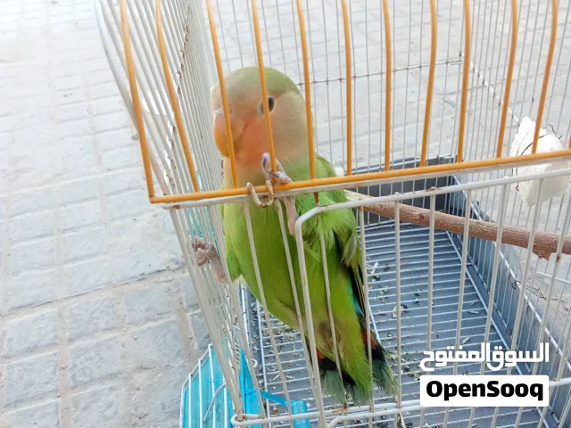 بركديلو انتايه مروضه ترويض منزلي كما موضح في الصوره ربي ايبارك
