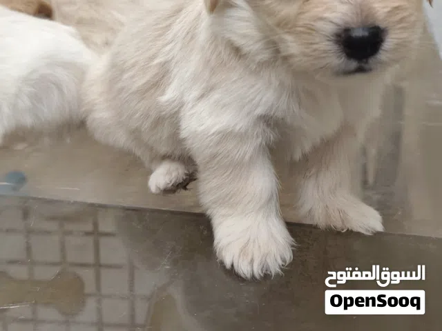 كلاب مالتيبوو