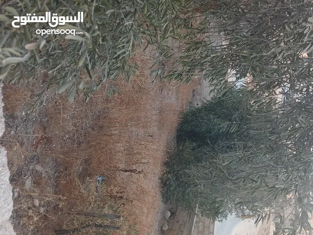 قطعه ارض للبيع حي الأحمد مطله على 3 شوارع مهويه من جميع النواحي مزروعه ومسوره دكه