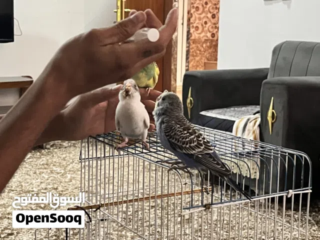 طيور بادجي