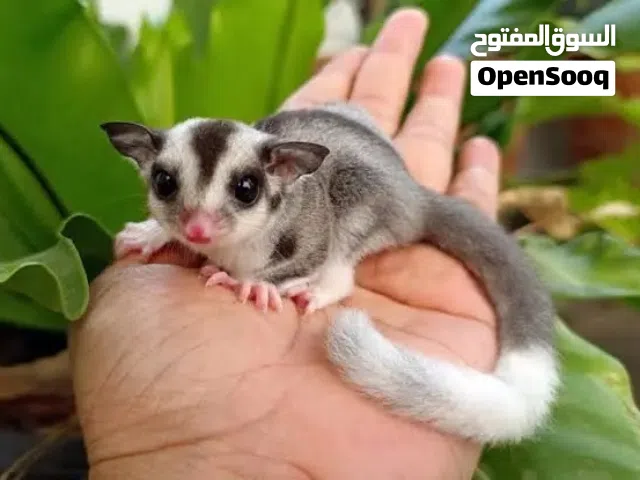 طلب شوقر قلايدر