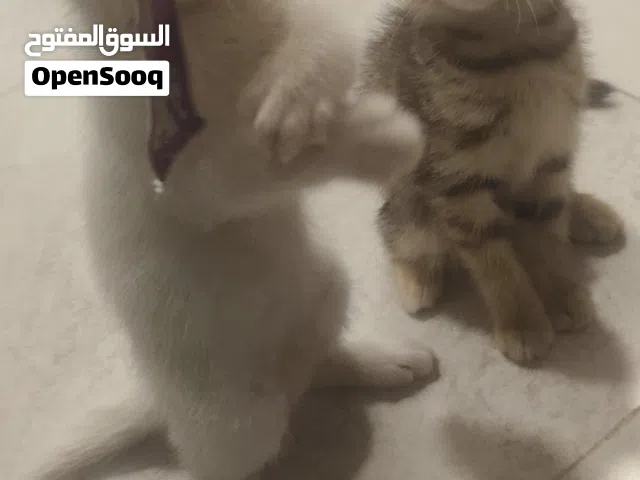 قطط صغار للتبني شيرازيات