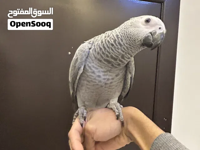 كاسكو سوبر جامبو تلجي 7 شهور