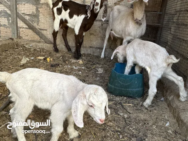 اتنين معيز والدات