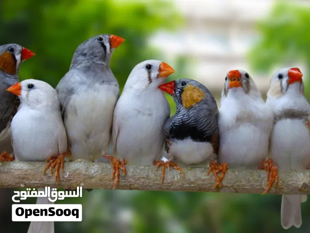 مطلوب طيور جنه عدد 30 جوز وفوق للشراء الفوري