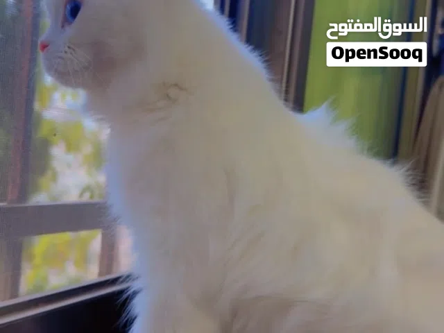 قطط للبيع انثى انجورة حامل باواخر الحمل وذكر سكوتش مطعمة بالكامل