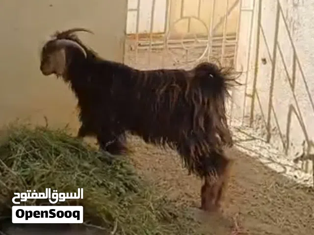 كبش / تيس  للبيع