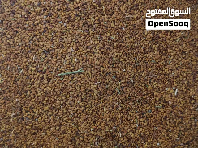 بذر قت عماني للبيع إنتاج شمال الشرقيه