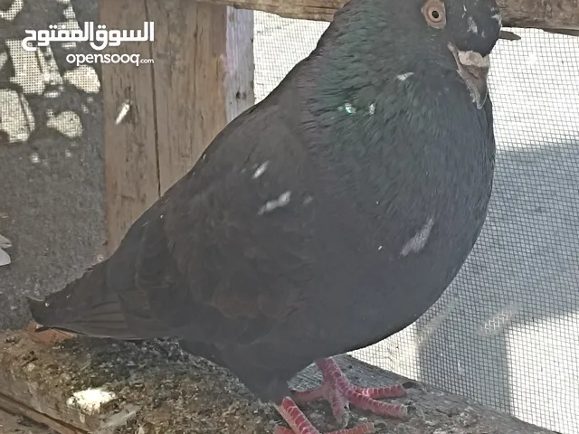 حمام تور للبيع