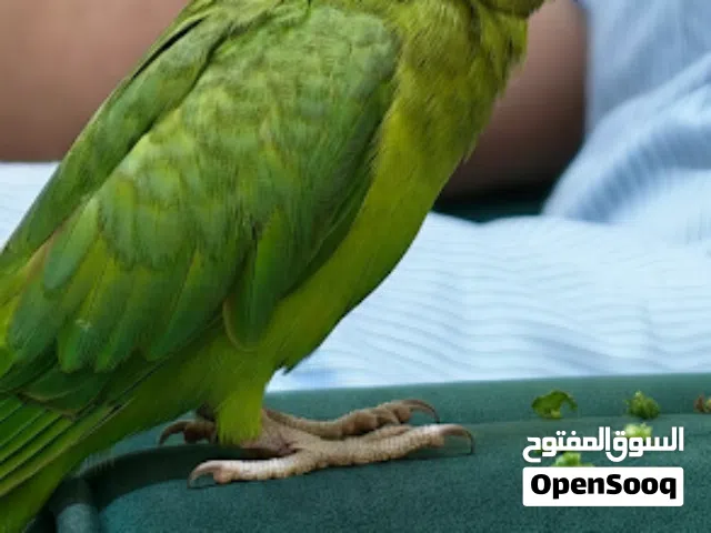 للبيع متوة وطيور هند