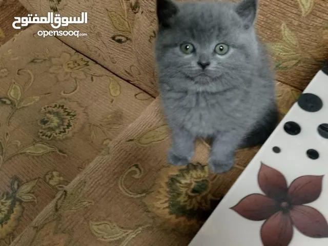 ذكر بريتش العمر 55 يوم بيور اصلي