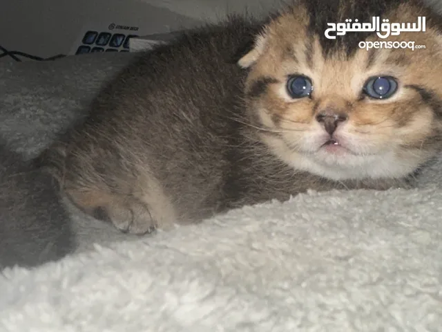 قطط سكوتش فولد 2