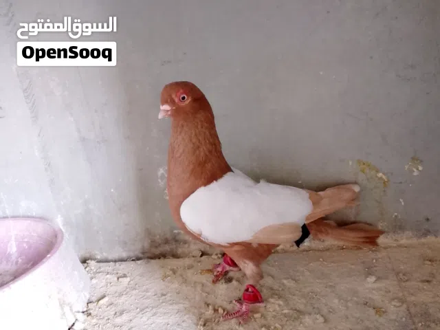 طيور حمام للبيع