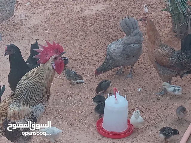 دجاج عربي للبيع.