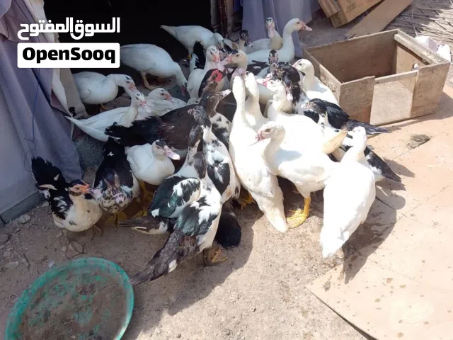 للبيع بط بالجملة