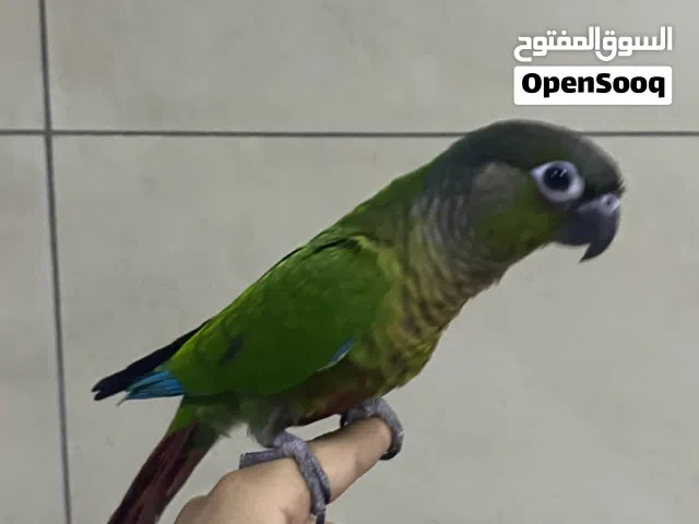 طير كنيور اليف