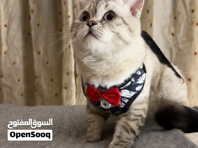 ذكر برتش شورت هير سلفر شيدد 7 شهور مع اغراضه ماخد جميع المطاعيم مع شهاده