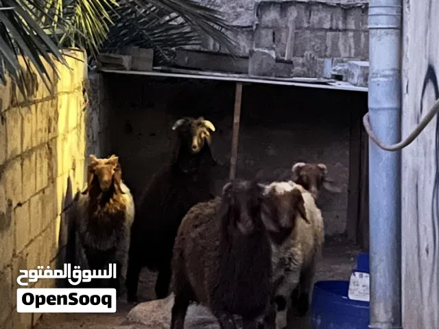 تبارك الرحمان