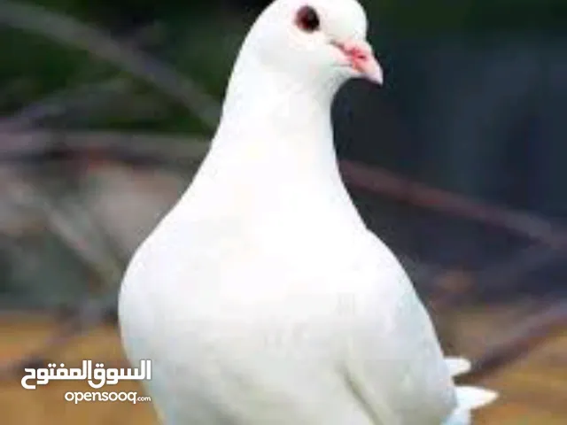 عشر جواز حمام فرنسي لون ابيض