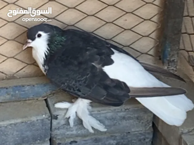 سلالة الحمام البطريق الناجحة