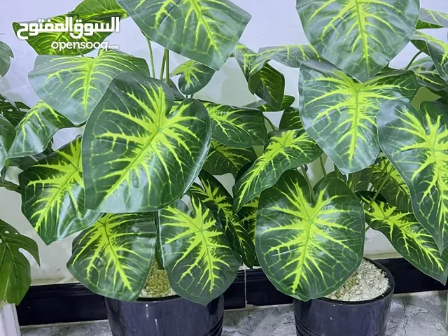 آخر قطع زرع اصطناعي جديد وليس مستخدم