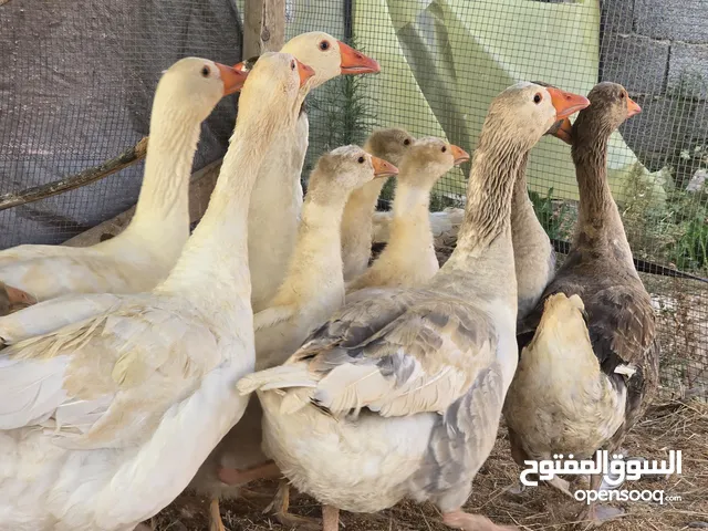 السلام عليكم متاح إوز حجم كبير