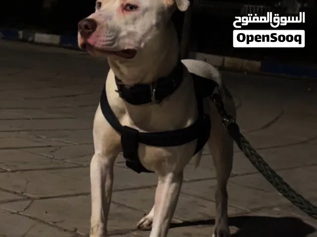 كلب بيتبول ذكر للبيع المستعجل
