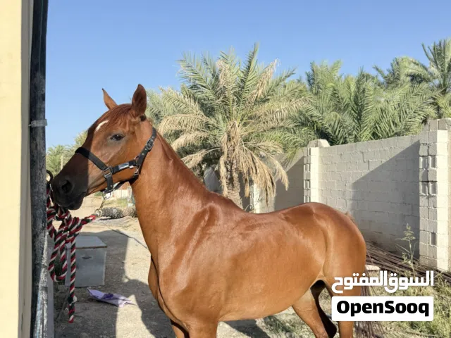 للبيع فرس / فيها جواز