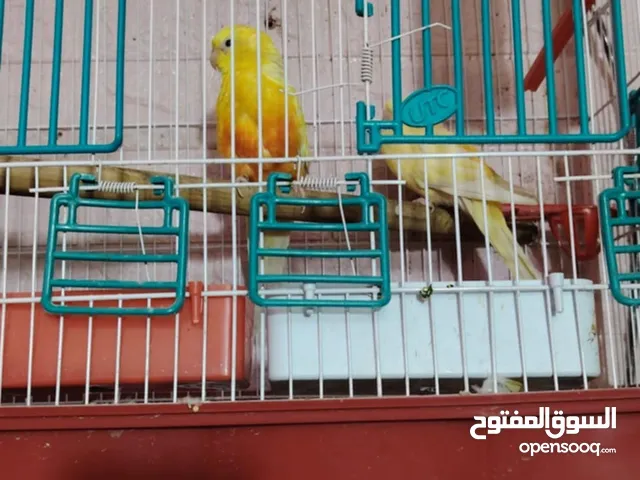 بعد صلاه عنبي جوز ريد رام شغالات تبارك الله