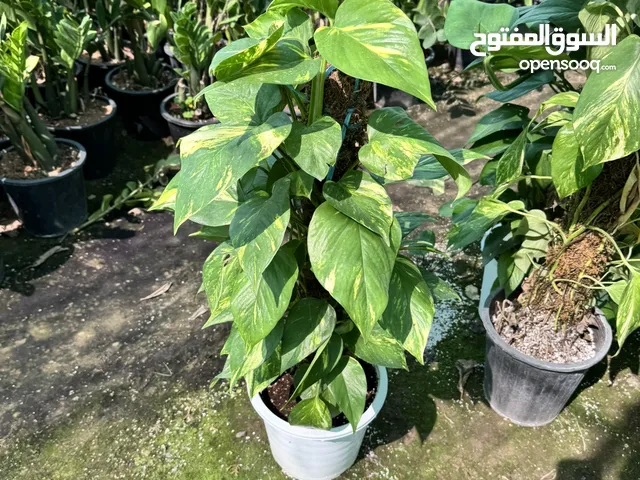 Money Plant (Epipremnum aureum) – Lush Green Indoor Climber