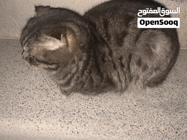 قطه سكوتش فولد