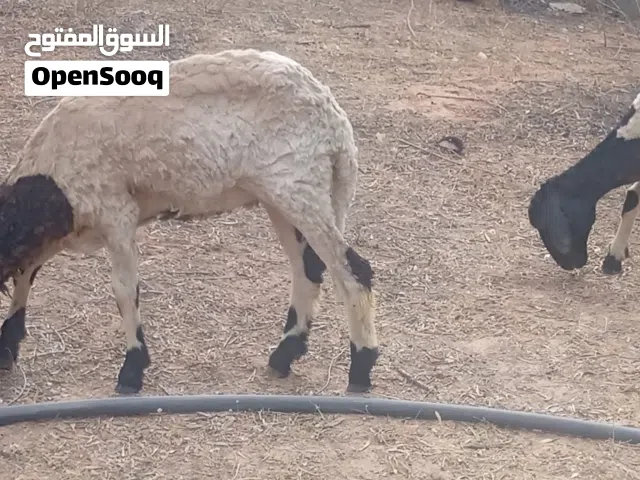 يوجد زوز فطايم عربيات
