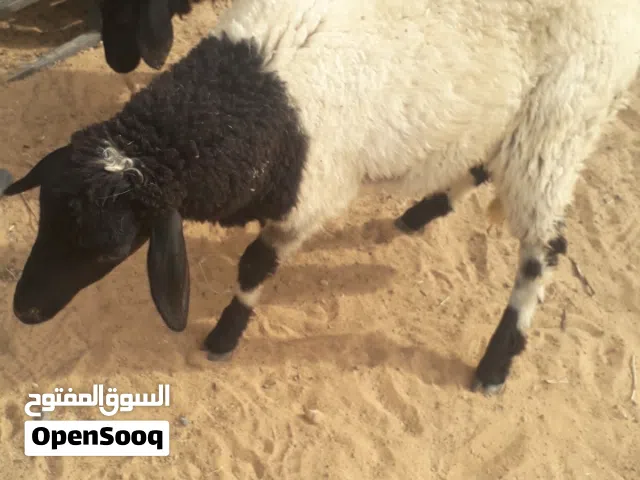 زوز إفطايم برقاويات عمرهم 5 شهور إفاطايم ماشاء الله لا قوة إلا بالله خاليات من جميع العيوب سعر الواح