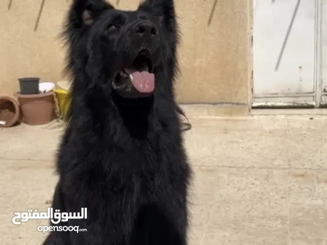 جيرمن شولاين رويال بلاك