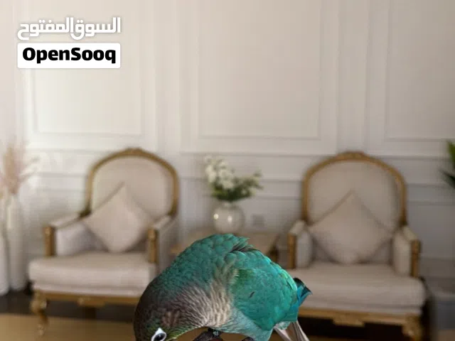 كنيور تركواز