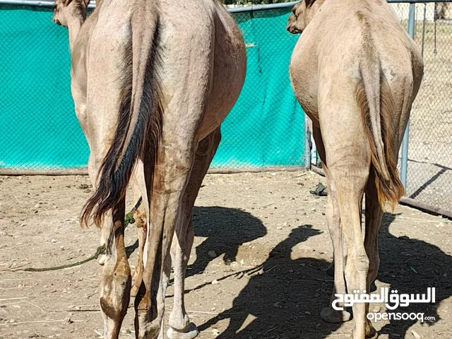 للبيع 3 بكار حقايق فل سمنة
