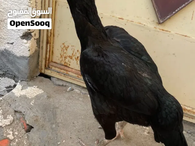 للبيع الدجاجه او للبدل