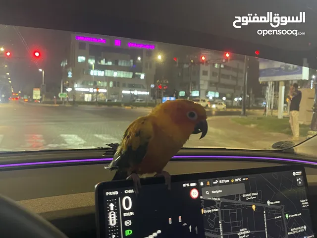 Sun conure very friendly صن كنيور أليف جداً